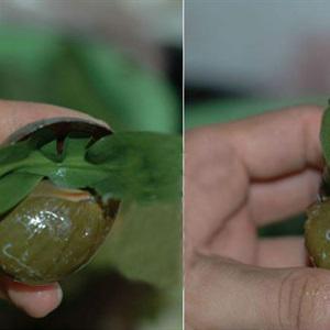 Cách làm ốc nhồi hấp gừng