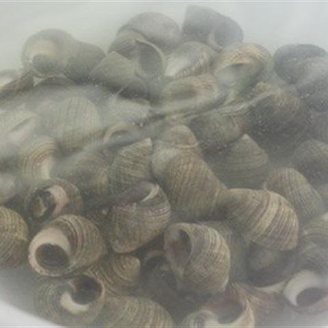 Cách làm ốc xào sả ớt