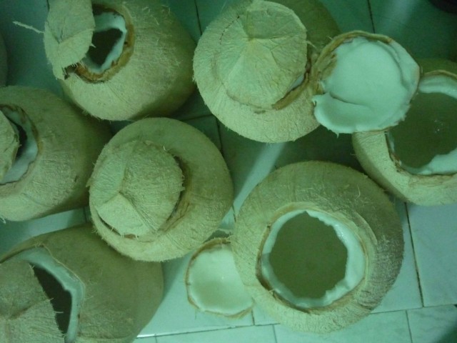 Rau câu trái dừa