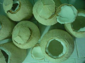 Rau câu trái dừa