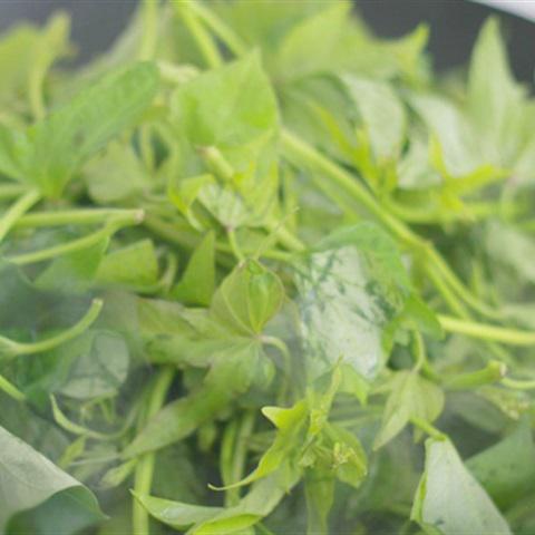 Cách làm rau lang xào thịt bò