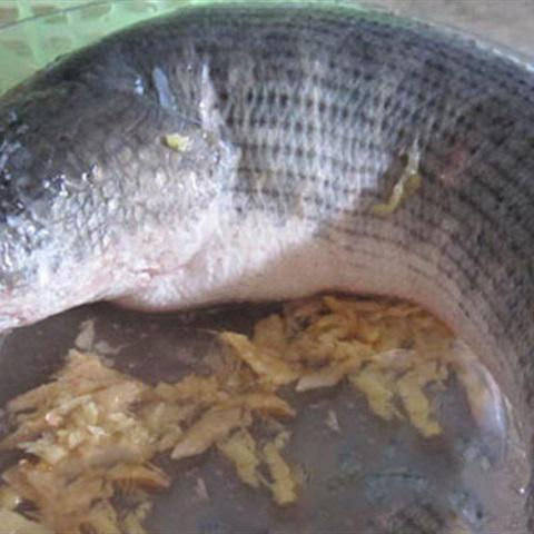 Cách làm ruốc cá lóc