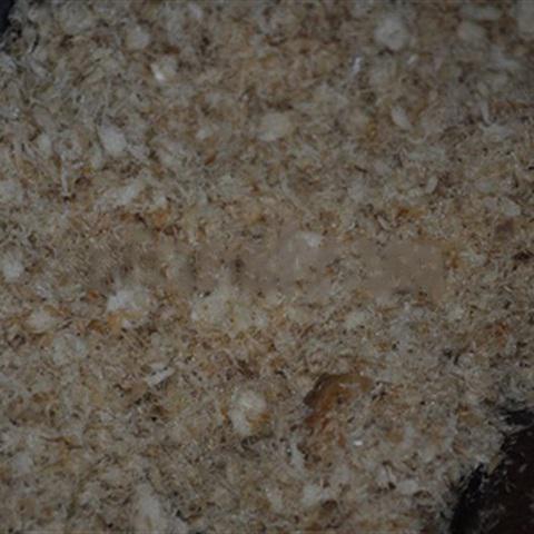 Cách làm ruốc cá