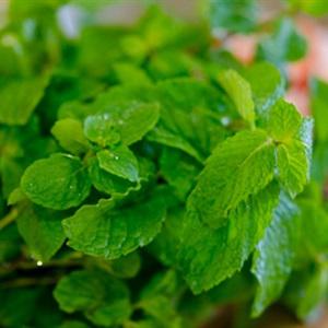 Cách làm salad bưởi tôm