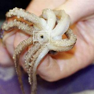 Cách làm salad mực ống