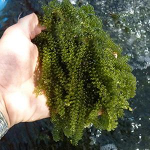 Cách làm salad rong nho