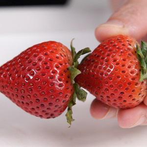 Cách làm sandwich nướng bơ