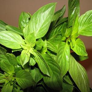 Cách làm sandwich thịt xông khói