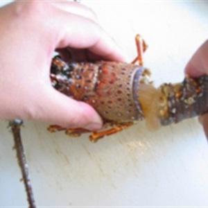 Cách làm sashimi tôm hùm