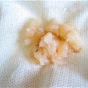 Cách làm sashimi tôm hùm