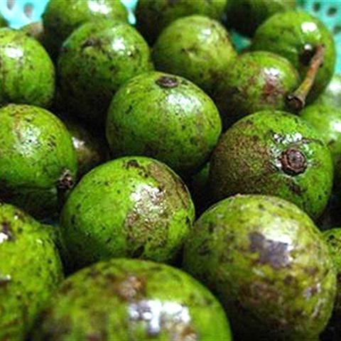 Cách làm sấu ngâm đường gừng