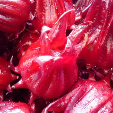 Cách làm siro bụp giấm