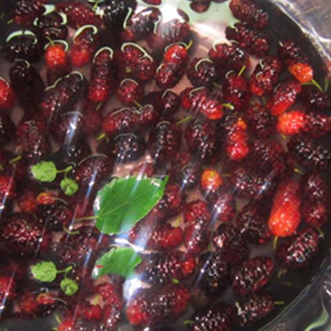 Cách làm siro dâu tằm