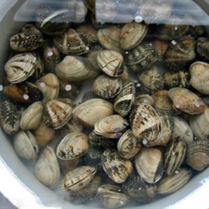 Cách làm spaghetti sốt nghêu