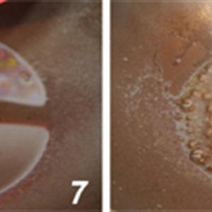 Cách làm sườn rim chua ngọt