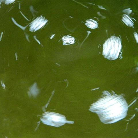 Cách làm thạch lá găng tươi