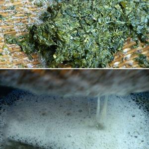 Cách làm thạch lá găng tươi