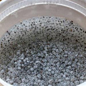 Cách làm thạch sương sáo hạt é