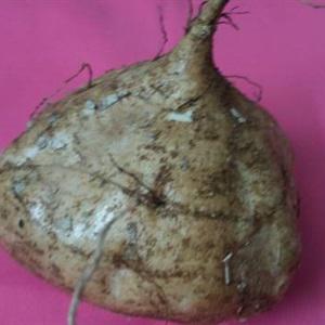 Cách làm thịt heo xào củ sắn