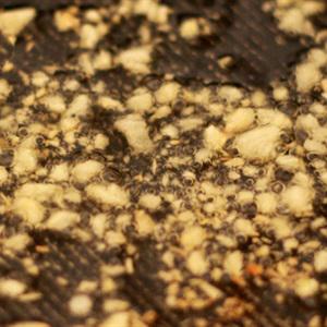 Cách làm thịt vịt rim gừng