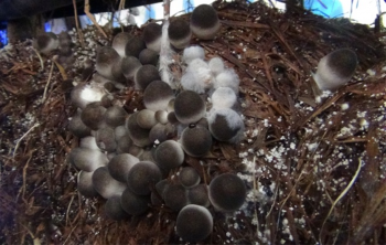 Thơm lừng góc bếp với món tôm xào nấm rơm