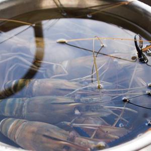 Cách làm tôm càng xanh sốt Thái