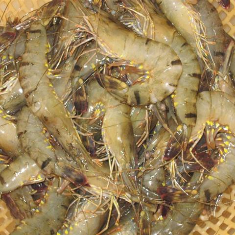 Cách làm tôm chiên thịt