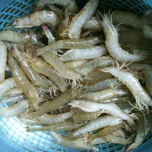 Cách làm tôm chua Huế