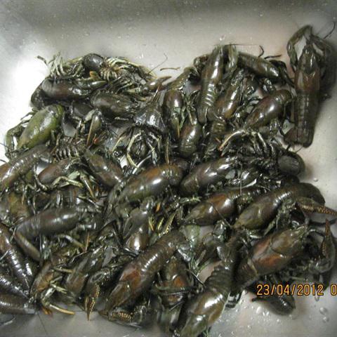 Cách làm tôm hùm đất rang sa tế