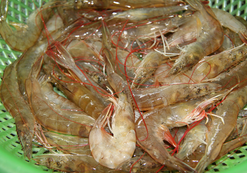 Tôm rang thịt ba chỉ thơm ngon trong bữa cơm mùa mưa