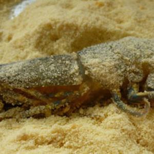 Cách làm tôm sốt dứa mayonnaise