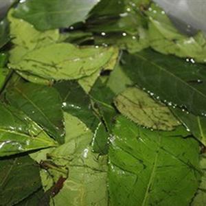 Cách làm trà quất