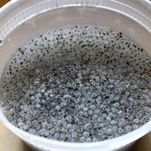 Cách làm trà quất