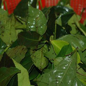 Cách làm trà tắc mật ong