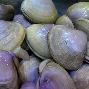 Cách làm trứng hấp ngao