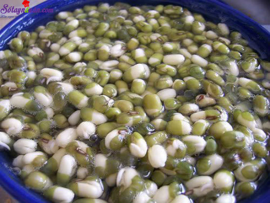 Tự làm giá đỗ ở nhà an toàn hợp vệ sinh