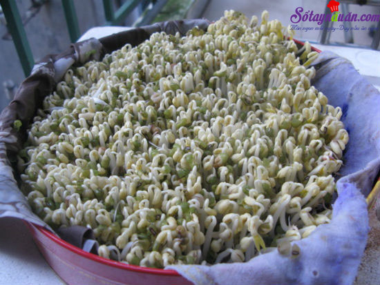 Tự làm giá đỗ ở nhà an toàn hợp vệ sinh