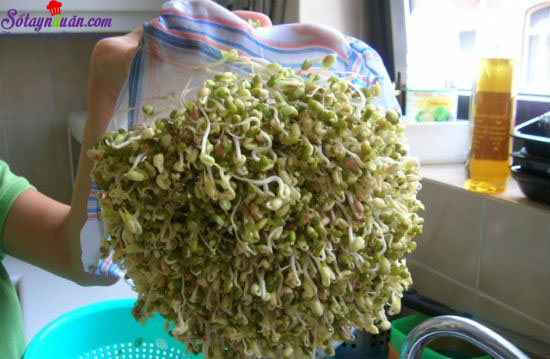 Tự làm giá đỗ ở nhà an toàn hợp vệ sinh