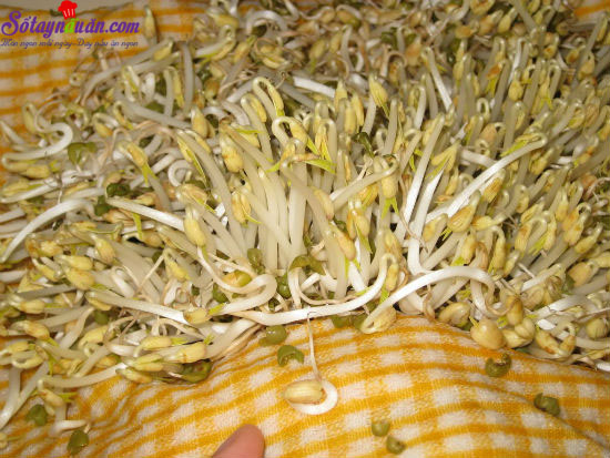 Tự làm giá đỗ ở nhà an toàn hợp vệ sinh