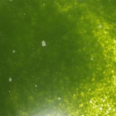 Cách làm xôi nếp dừa